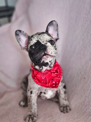 Französische-Bulldoggen-Welpen   liebevoll aufgezogen, gesund und bereit für ein neues Zuhause