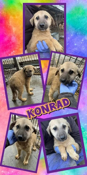 goldiger Welpenjunge "Konrad" ist auf der Suche nach einem liebevollen Zuhause 