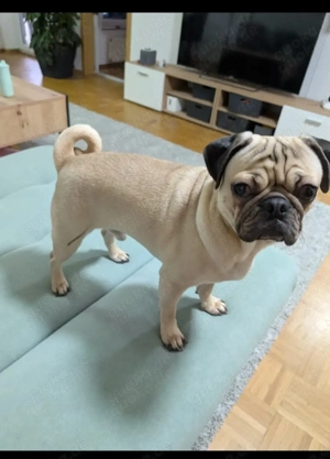 Mops Rüde 15 Monate alt kastriert