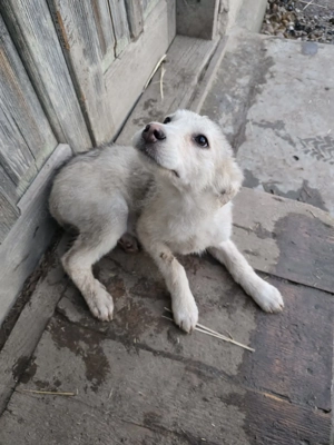 Ida, neugieriger Welpe sucht neues Zuhause