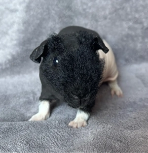 Meerschweinchen Skinny Pig Kastrat 4 Monate