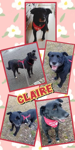 Traumhündin "Claire" (lieb, menschenbezogen, unkompliziert uvm.) sucht ein schönes Zuhause 