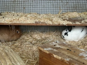 Männliche Zwergkaninchen Kastraten ca 8 Monate alt Bild 4
