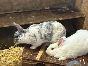 Männliche Zwergkaninchen Kastraten ca 8 Monate alt Bild 2