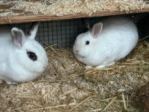 Männliche Zwergkaninchen Kastraten ca 8 Monate alt Bild 3