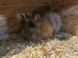 Männliche Zwergkaninchen Kastraten ca 8 Monate alt