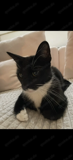 EKH Katze Geimpft Hauskatze 