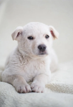 Tom, kleiner Rüde sucht neues Zuhause