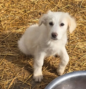 Beto, sensibler Welpe sucht neues Zuhause Bild 3