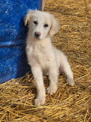 Beto, sensibler Welpe sucht neues Zuhause