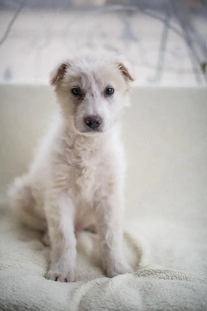 Beto, sensibler Welpe sucht neues Zuhause Bild 4