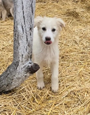 Beto, sensibler Welpe sucht neues Zuhause Bild 5