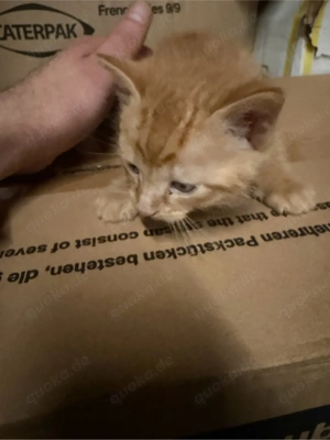 Katzenbabys zu verkaufen