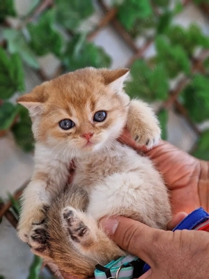 Britisch kurz Haare kitten  Bild 6