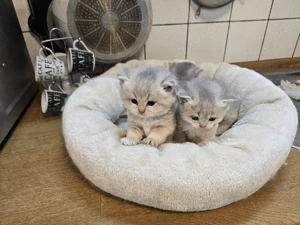 Britisch kurz Haare kitten  Bild 7