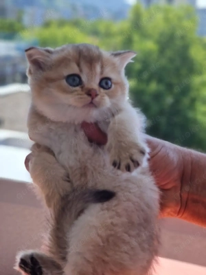 Britisch kurz Haare kitten  Bild 2