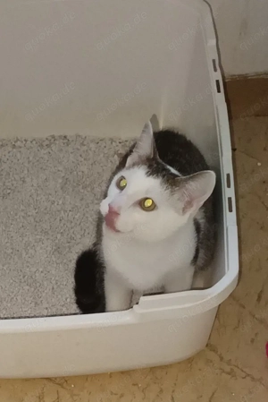 Kleiner Kater abzugeben!