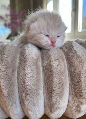 Reinrassige BKH Kitten mit Stammbaum