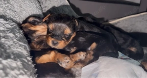 Welpen Yorki Yorkshire Puppies!!!