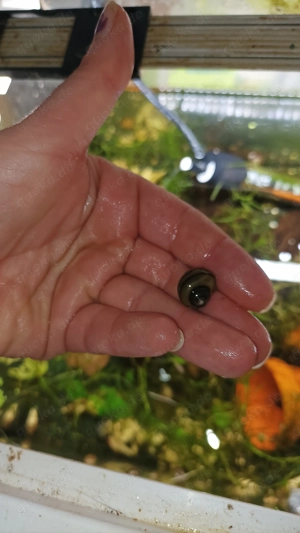 Zebra schnecke fürs Aquarium 