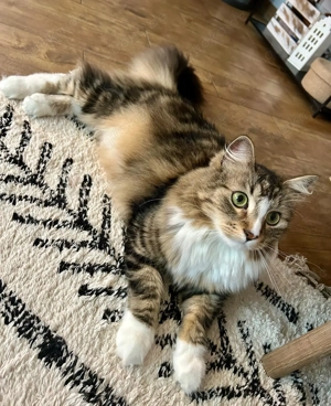 Kater sucht neues Zuhause 