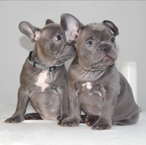Französische Bulldoggen Welpen Blau Freiatmend