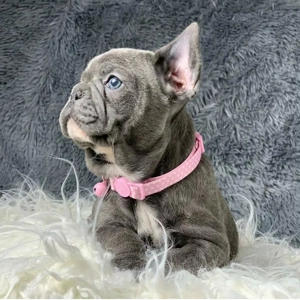 reinrassigen Französische Bulldoggen Welpen suchen ein liebevolles neues Zuhause!