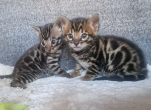 Bezaubernde Bengal-Kätzchen!!! WhatsApp: 015777944807  