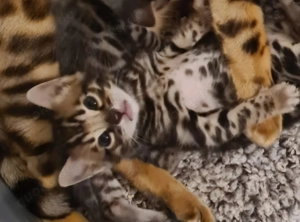 Bezaubernde Bengal-Kätzchen!!! WhatsApp: 015777944807  