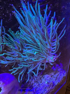 Sehr schöne Anemone abzugeben