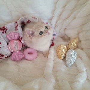 Ausgezeichnetes Britisch Kurzhaar-Kätzchen.