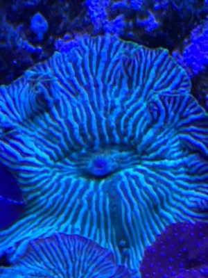 Scheibenanemone abzugeben