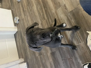 7 Monat alte Cane Corso Hündin