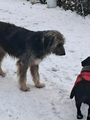 Zabou-Wuschel mit Herz Bild 6