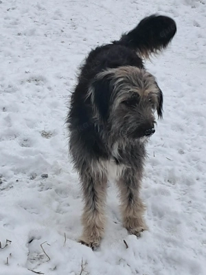 Zabou-Wuschel mit Herz Bild 7