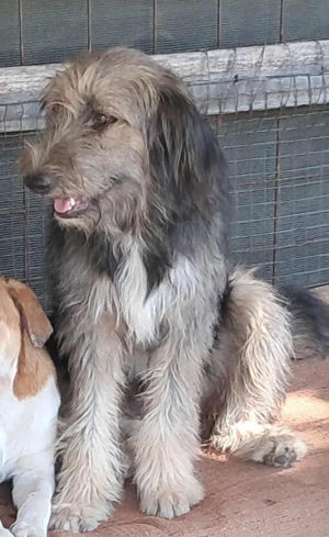 Zabou-Wuschel mit Herz Bild 3