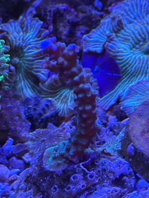 Acropora Ableger abzugeben