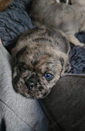 Wunderschöne Retro Mops Welpen 