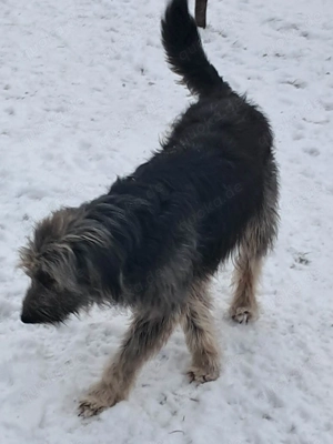 Zabou-Wuschel mit Herz Bild 5