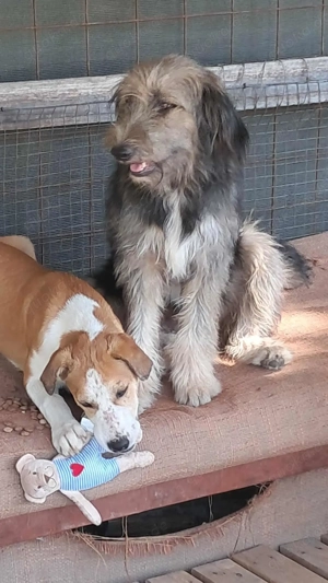 Zabou-Wuschel mit Herz Bild 2