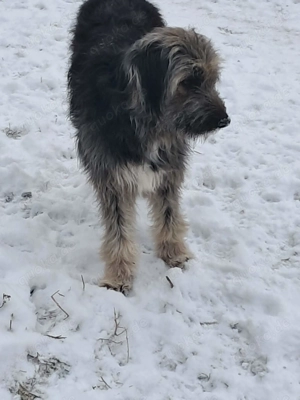 Zabou-Wuschel mit Herz Bild 8