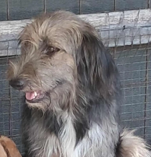 Zabou-Wuschel mit Herz Bild 4