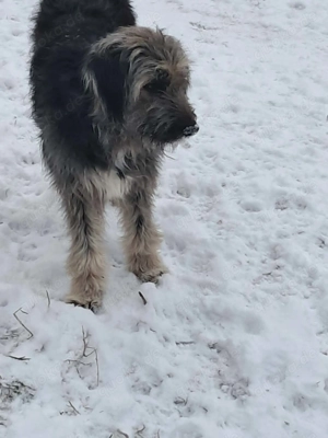 Zabou-Wuschel mit Herz Bild 9