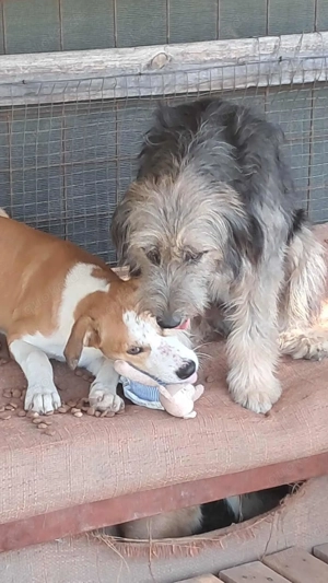 Zabou-Wuschel mit Herz Bild 10