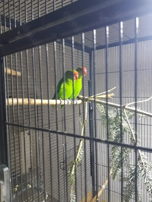 Taranta Bergpapagein 