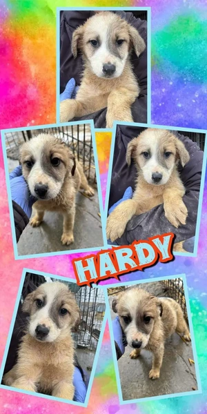 wunderschöner Welpenjunge "Hardy" möchte endlich ausreisen und sucht eine Familie