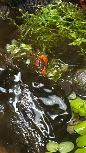 Vampirkrabbe Geosesarma Spec. verschiedene farben 