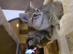 BKH Kitten Brüder Main Coon Mischung nur gemeinsam 