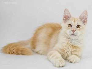 Bezaubernde Maine-Coon-Kätzchen Bild 2