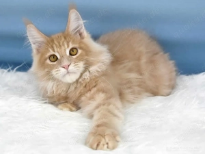 Bezaubernde Maine-Coon-Kätzchen Bild 3